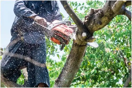 tree services Kempner